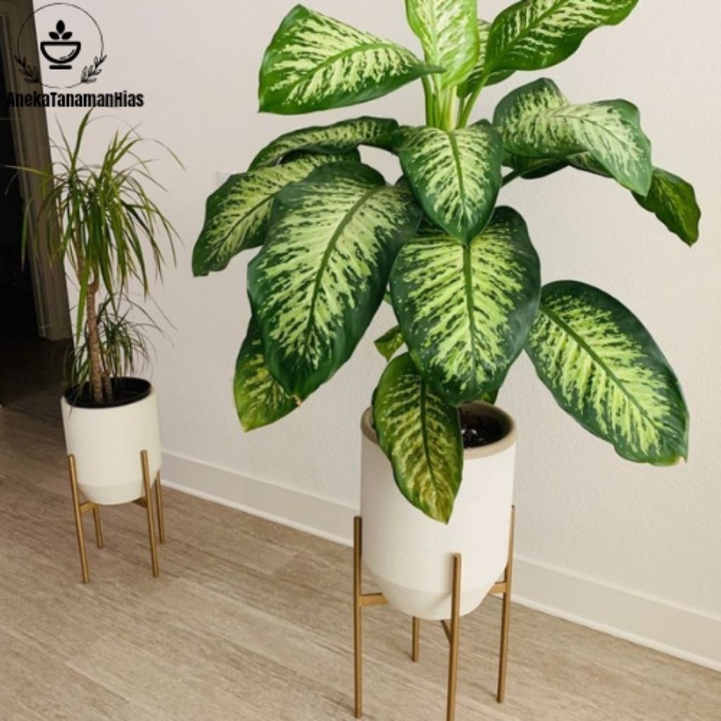 BISA COD Tanaman Hias Difenbacia Zebra Rimbun