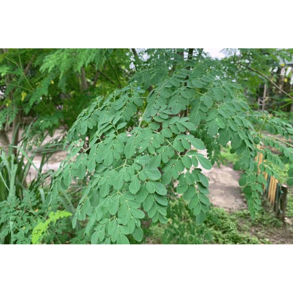 

daun kelor segar 500 gram