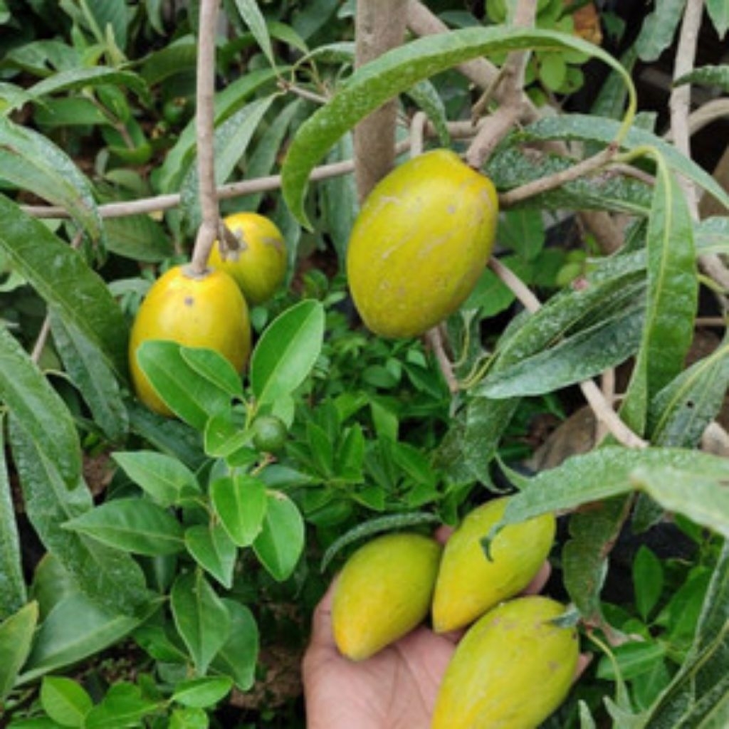 bibit sawo mentega/alkesa(Yellow Sapote) sawo belanda cepat berbuah