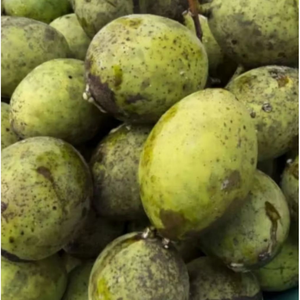 

BUAH MANGGA PAKEL MUDA 1 Kg,. SEGAR UNTUK RUJAK, #BACANG #LIMUS