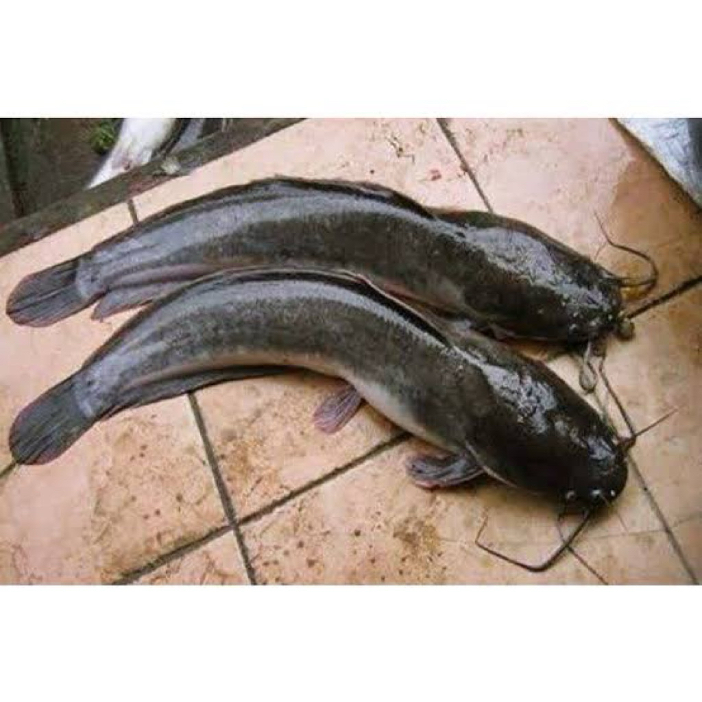 

ikan lele hidup ukuran se lengan | murah pcs