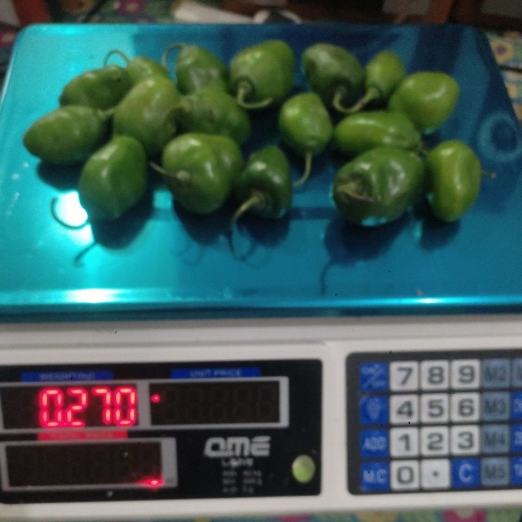 

CABE GENDOT FRESH REDY STOCK 250gr/500gr/1000gr