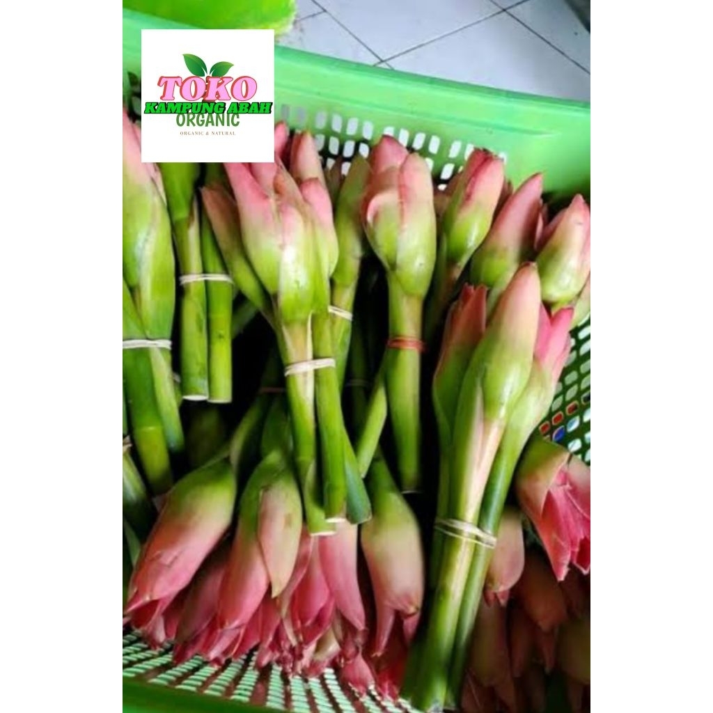 

bunga kecombrang 500grm