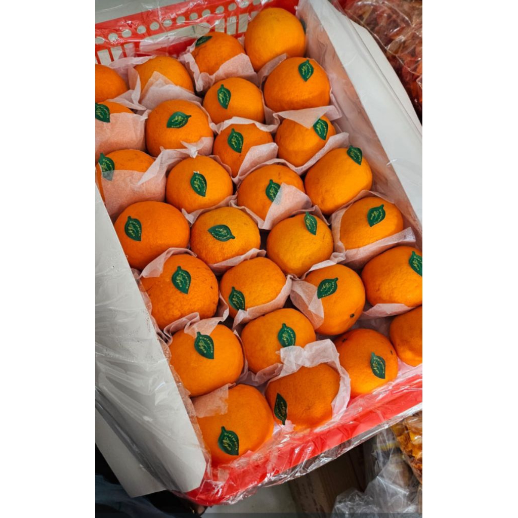 

jeruk wogan 1kg import