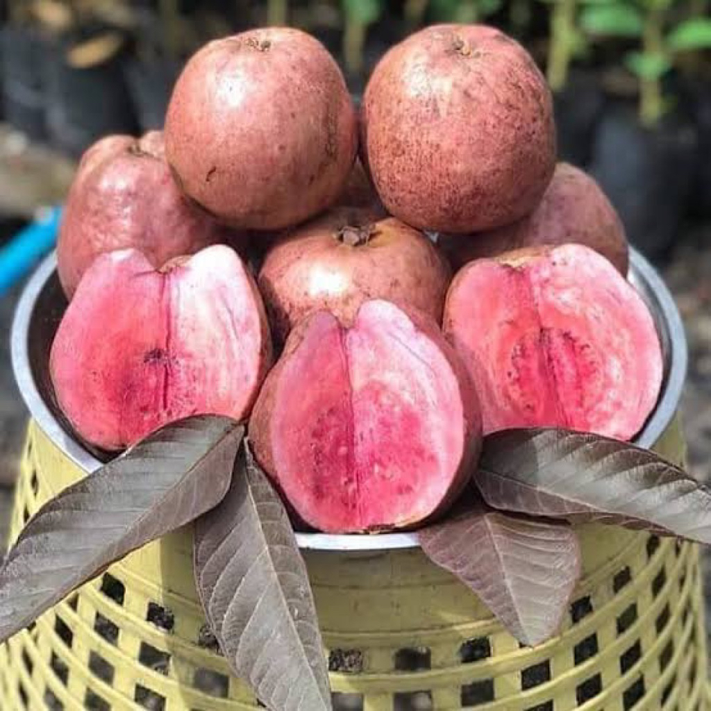 

indukan jambu biji australia rimbun