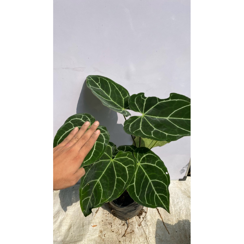 Tanaman Hias Kuping Gajah Daun Lebar/Besar