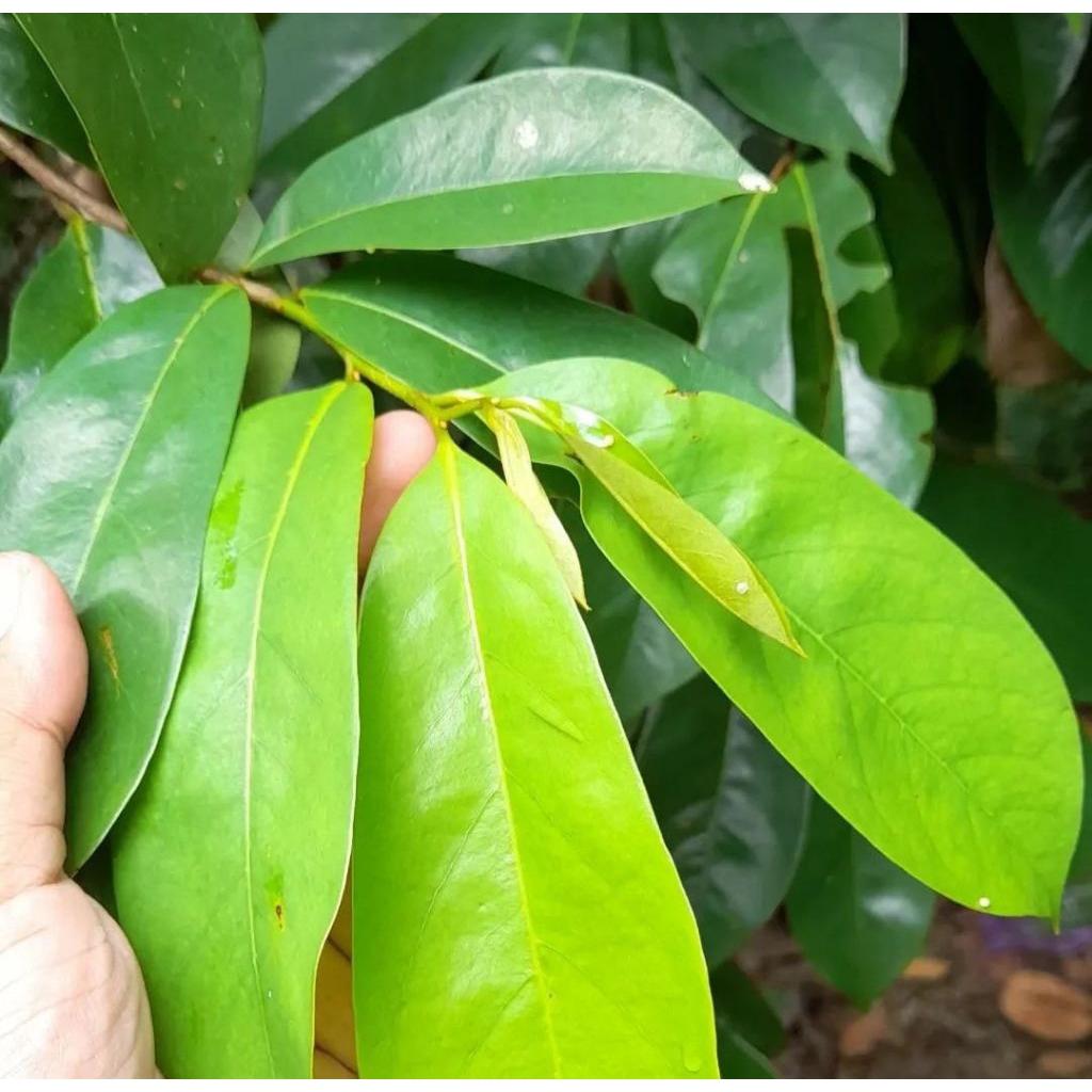 

Daun sirsak segar langsung petik dari pohon obat herbal