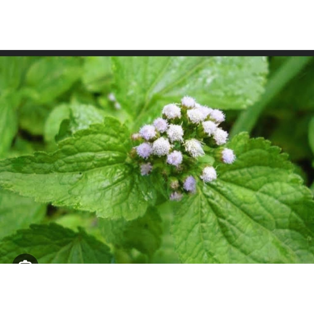 

daun bandotan/babadotan 300gr