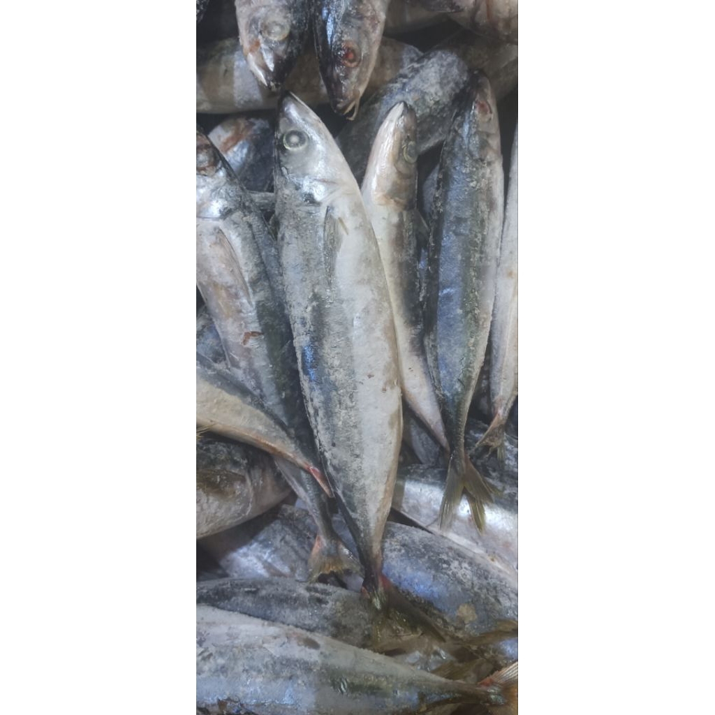 

ikan layang atau kembung layang Frozen kualitas super