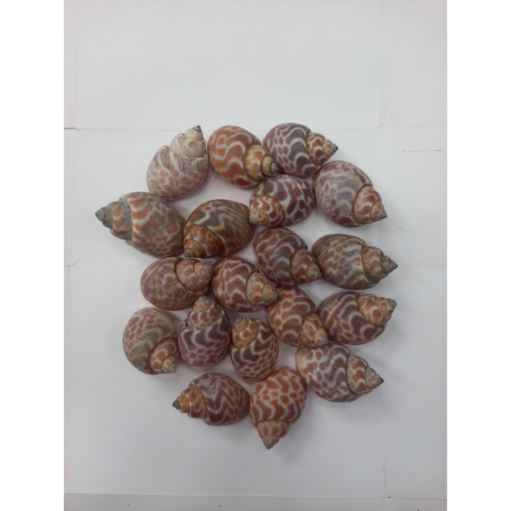 cangkang macan /cangkang kelomang /cangkang keong isi 4pcs size besar