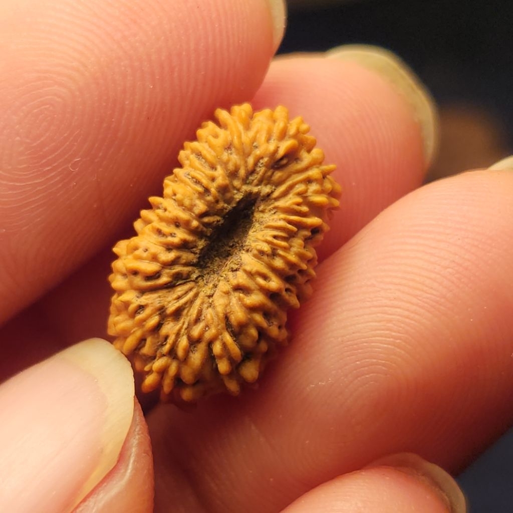 21 mukhi rudraksha medium