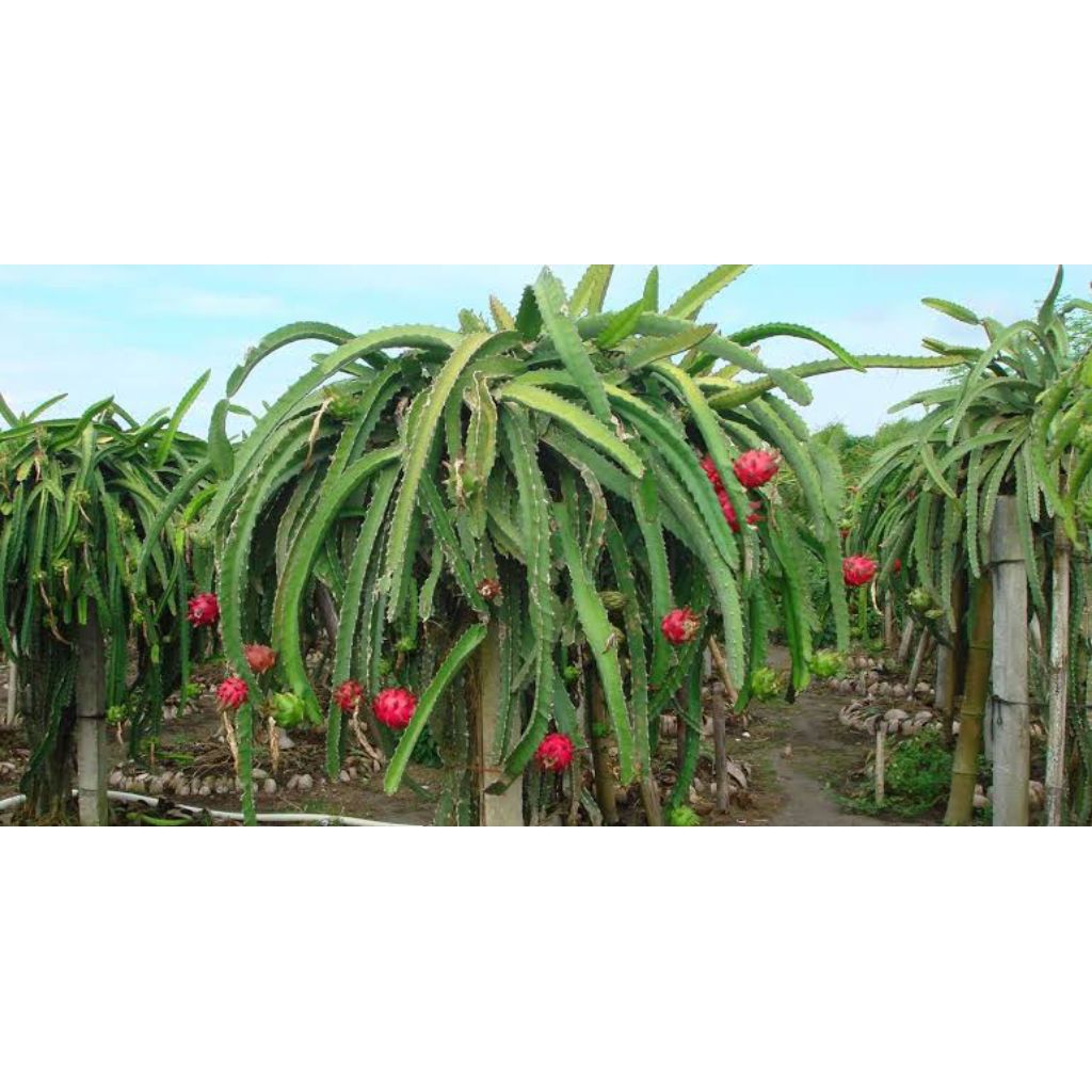 

Buah Naga Merah Segar 1kg - Langsung dari Kebun Petani - Fresh & Manis