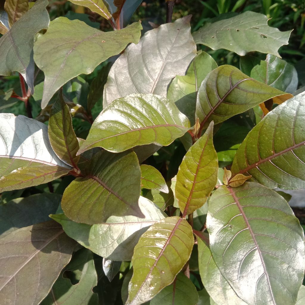 

Daun Ungu(Handeleum) alami segar berkualitas 100 gram order baru petik