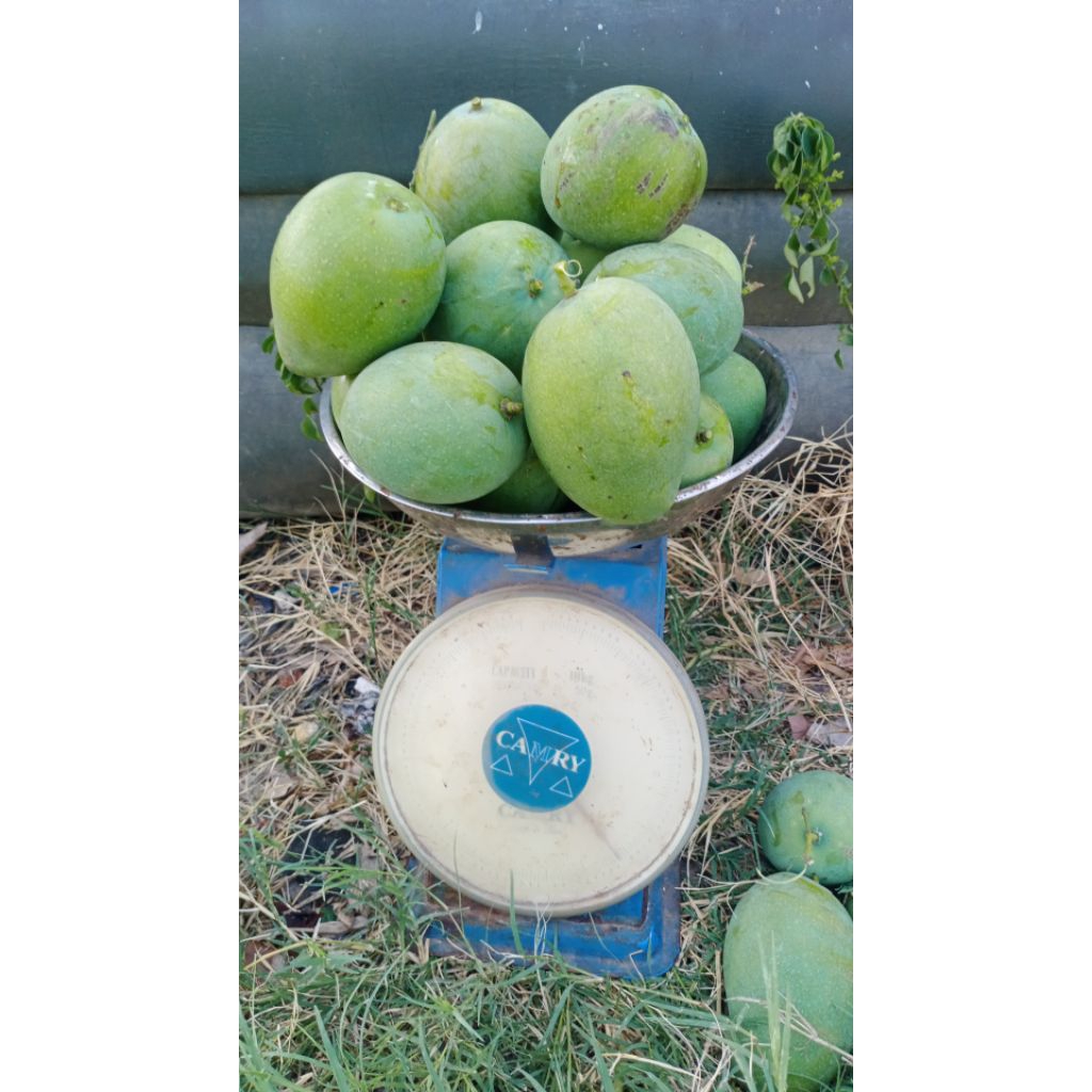 

Mangga Harumanis Indramayu