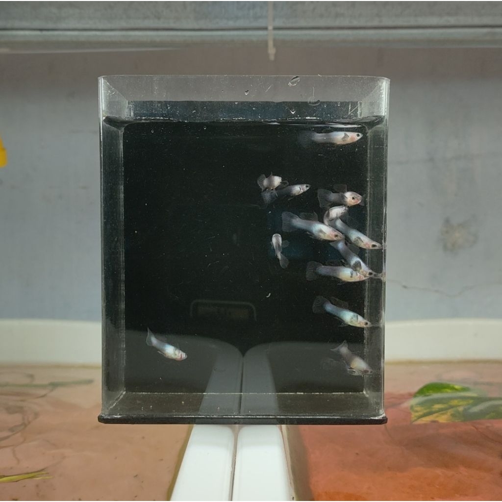 pakan Guppy mini panda