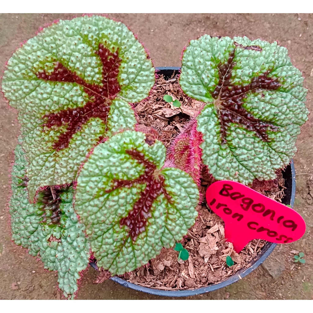BEGONIA IRON CROSS