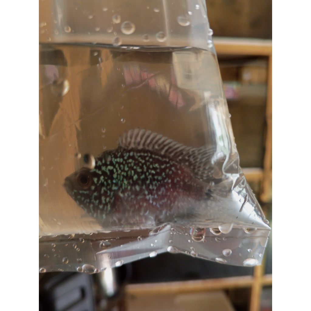 

Plastik gambar anak louhan cencu full mutiara