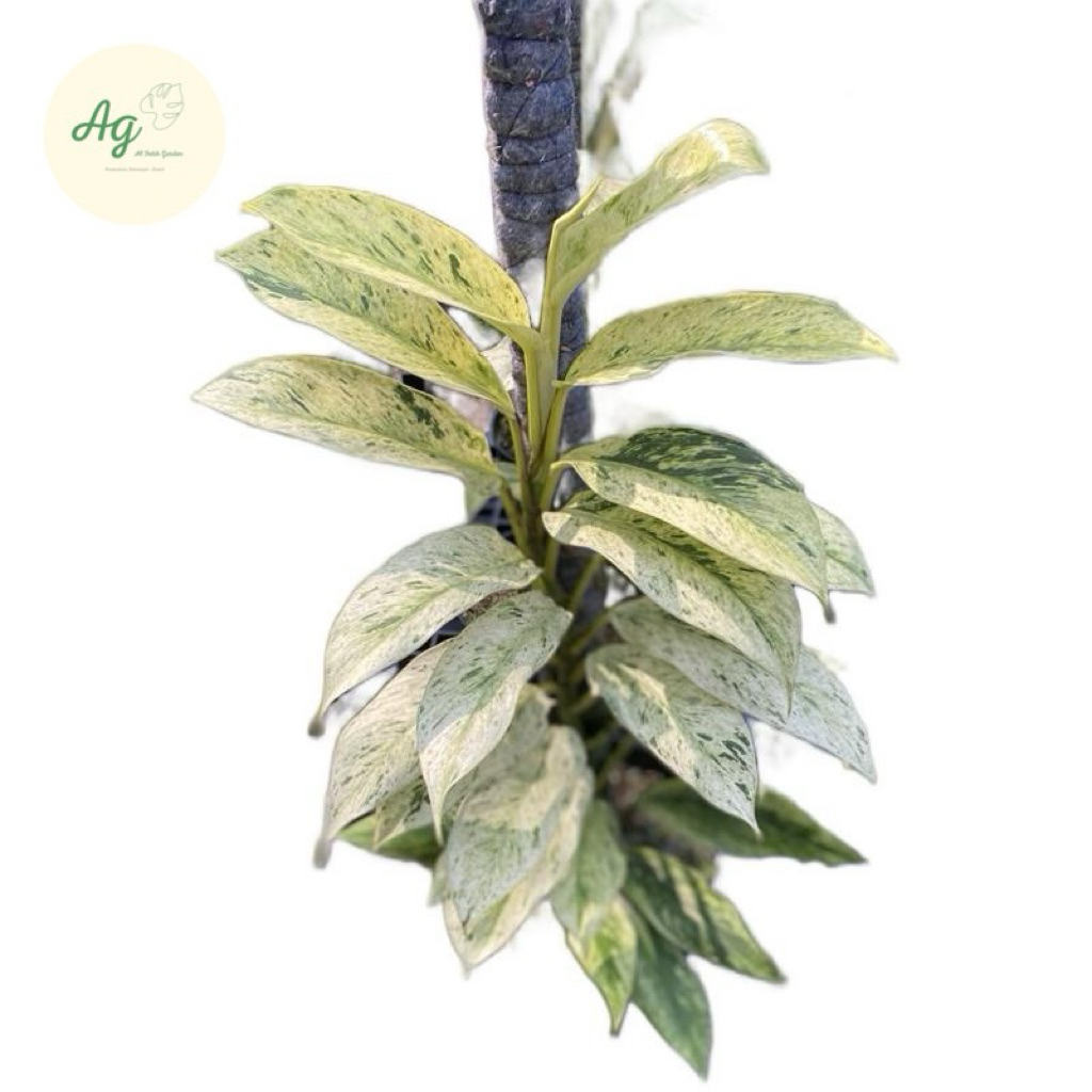 Rhaphidophora elliptifolia variegata