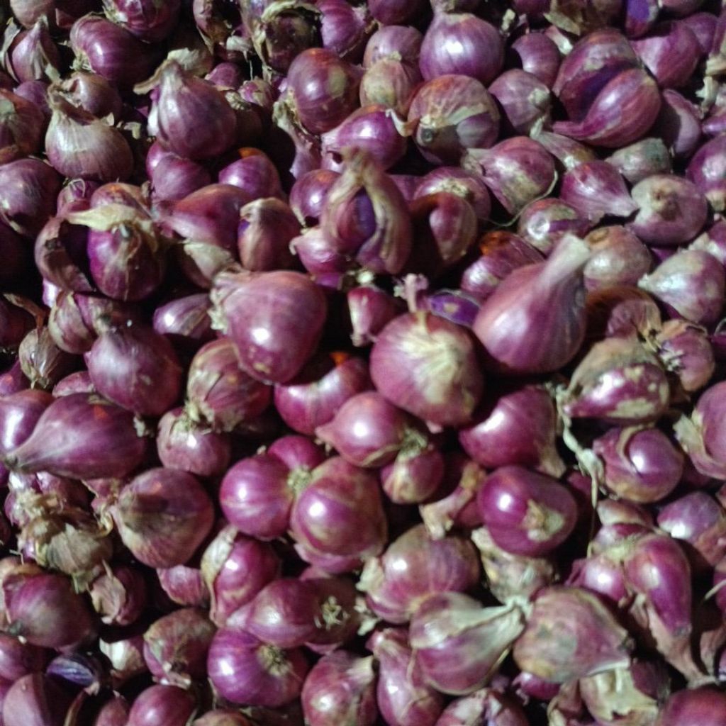 

Bawang Merah Super Probolinggo