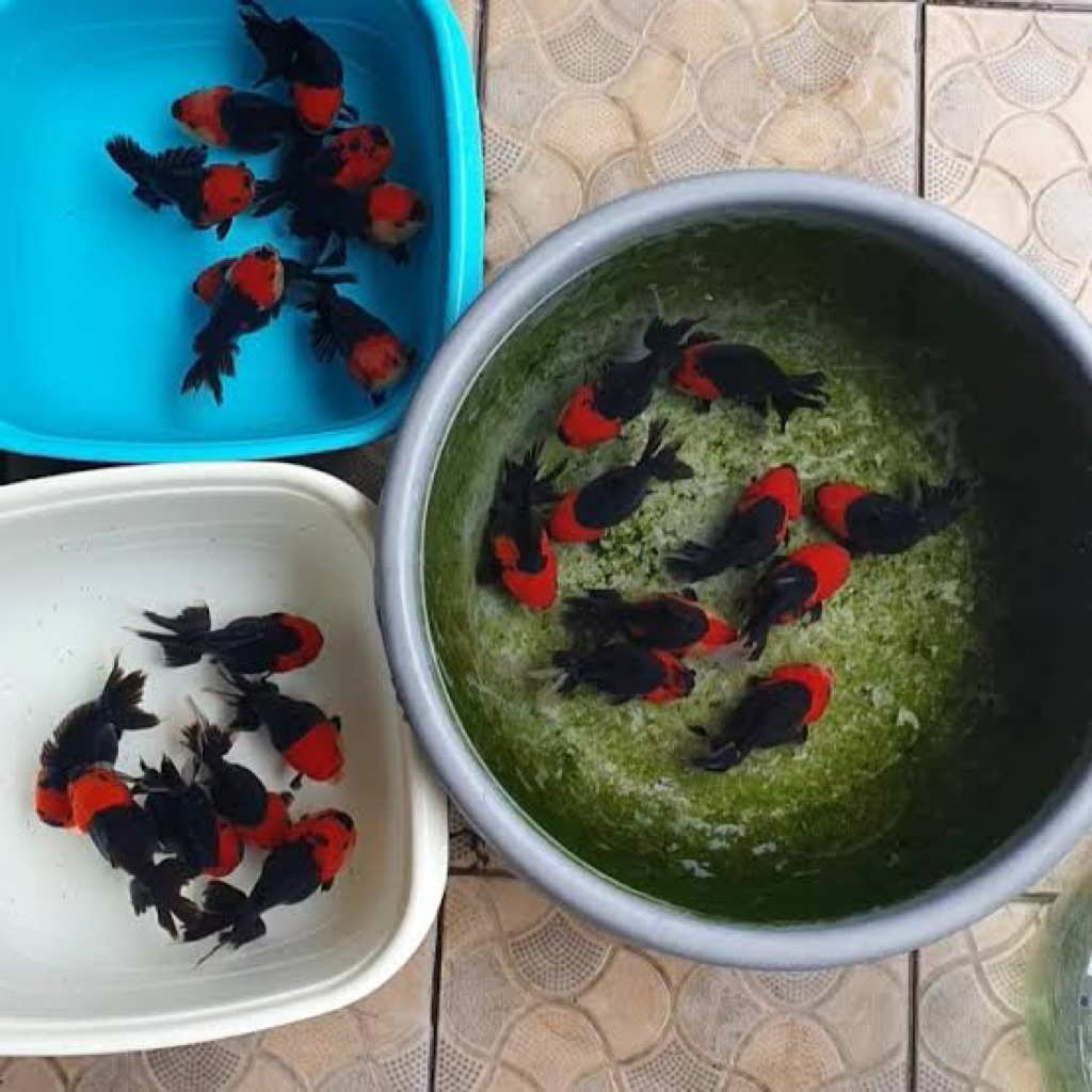 Terbaru Koki Oranda Panda Asli Kepala Merah Badan Hitam Size 7/10 cm