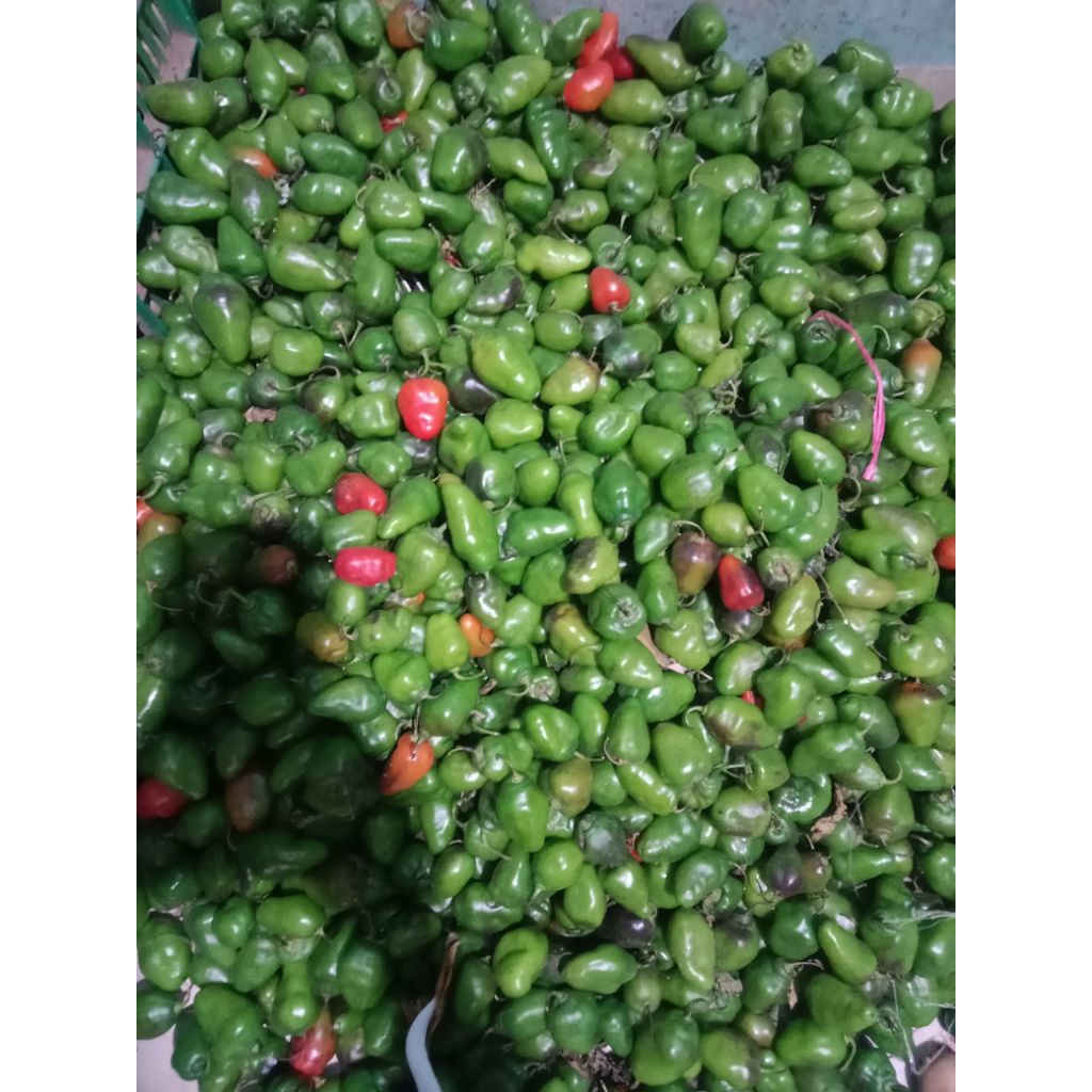 

cabe gendot 250gram