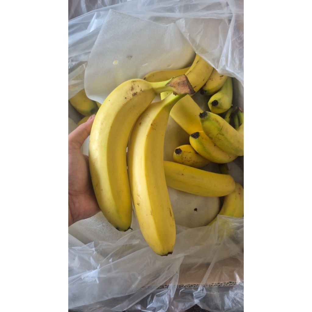 

pisang Cavendish Sunpride protolan 1kg