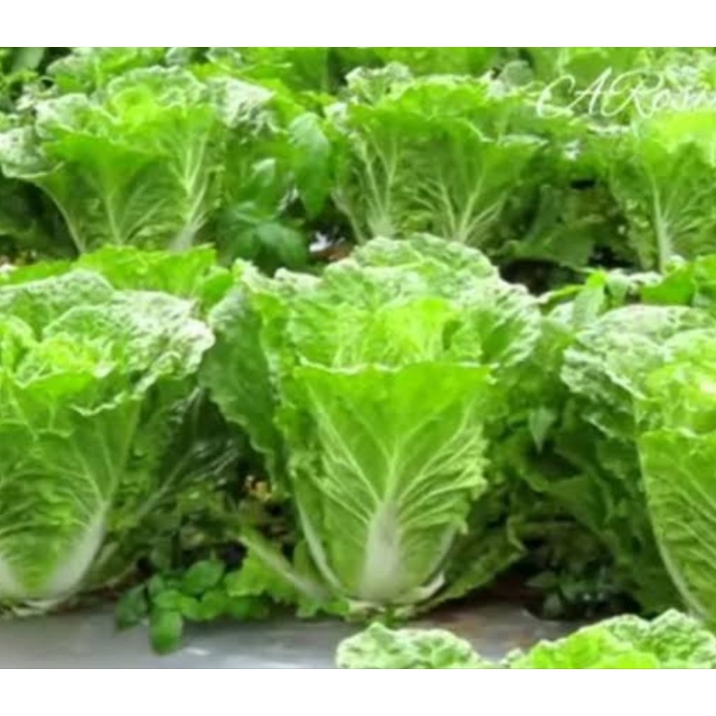 BIBIT BENIH SAWI PUTIH EIKUN