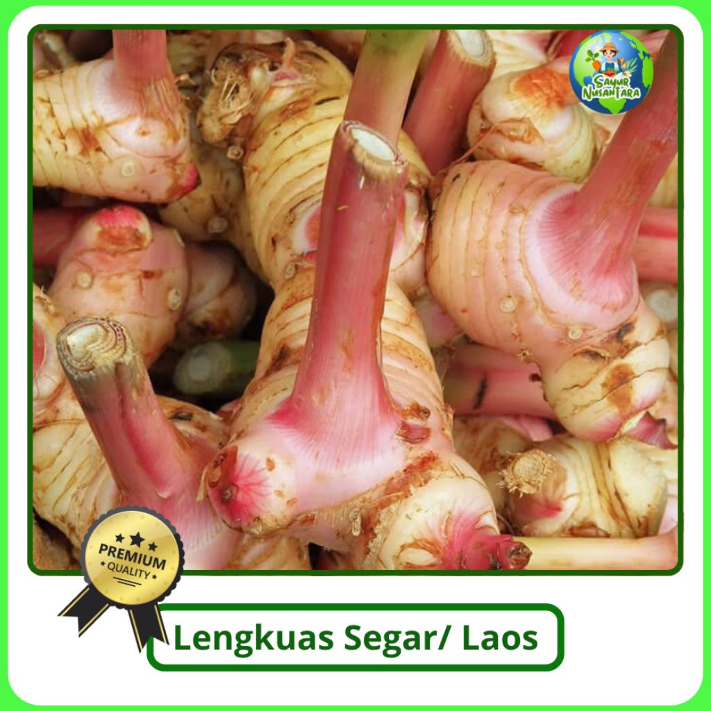 

Lengkuas Segar / Laos Segar / opor Ayam [500g/1000g] COD Termurah