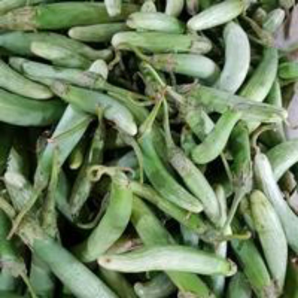 

Terong Telunjuk Segar