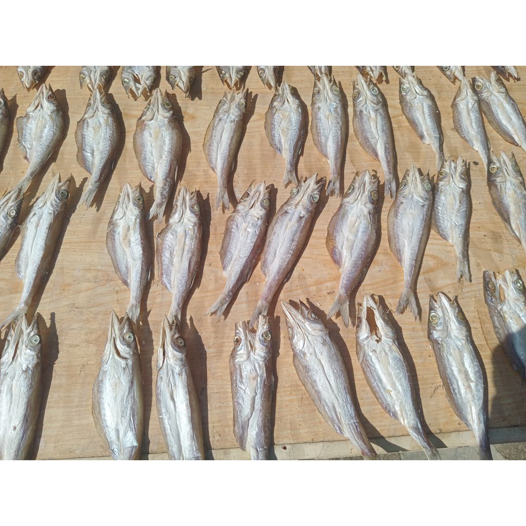 

Ikan Jemur TETER / BARACUDA ASIN Sibolga
