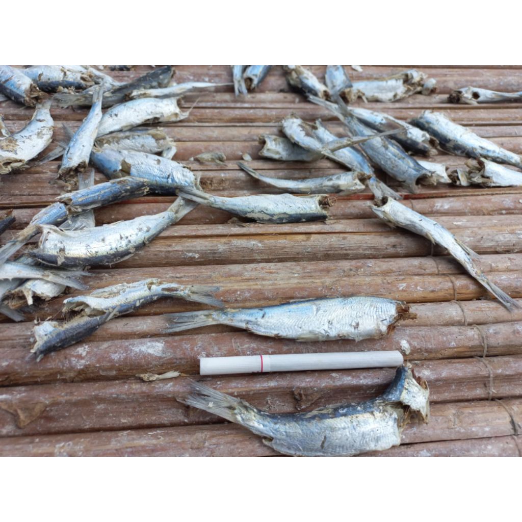 

Ikan Rebus TAMBAN (Tidak Ada Kepala) Asin Sibolga