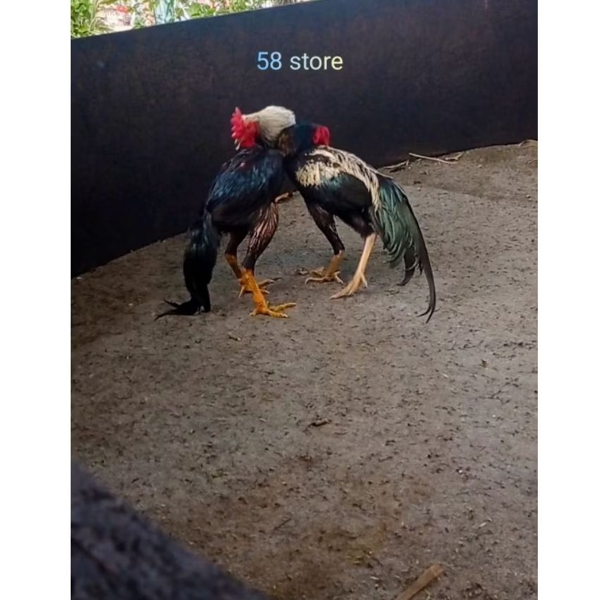 Telur Ayam Pakoy Ori Siap Tetas