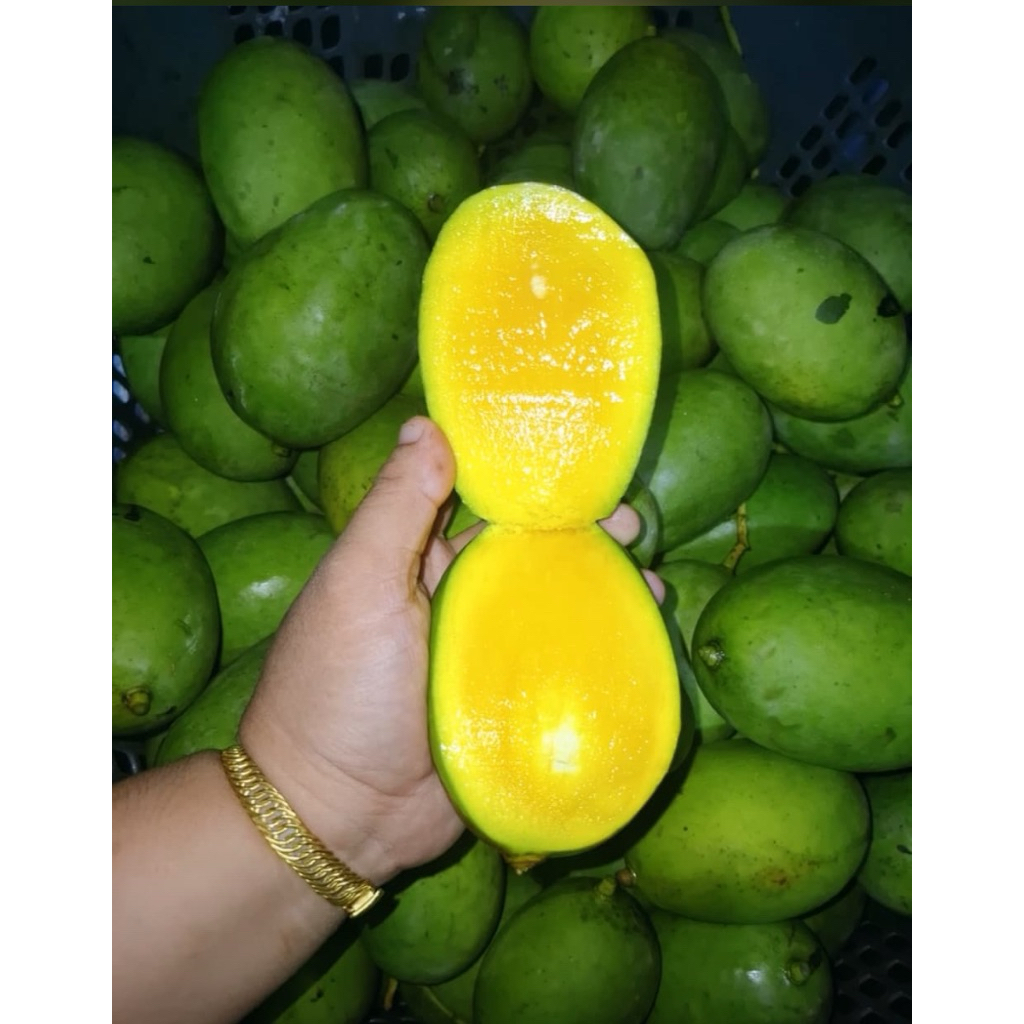 

Buah Kuini / mangga kuweni
