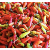 

Cabai Caplak Medan Daily Market