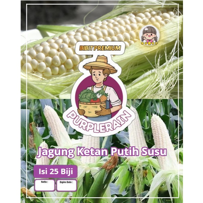 Bibit Premium Jagung Ketan Putih Susu | Biji Benih Jagung Ketan Putih Susu | Jagung
