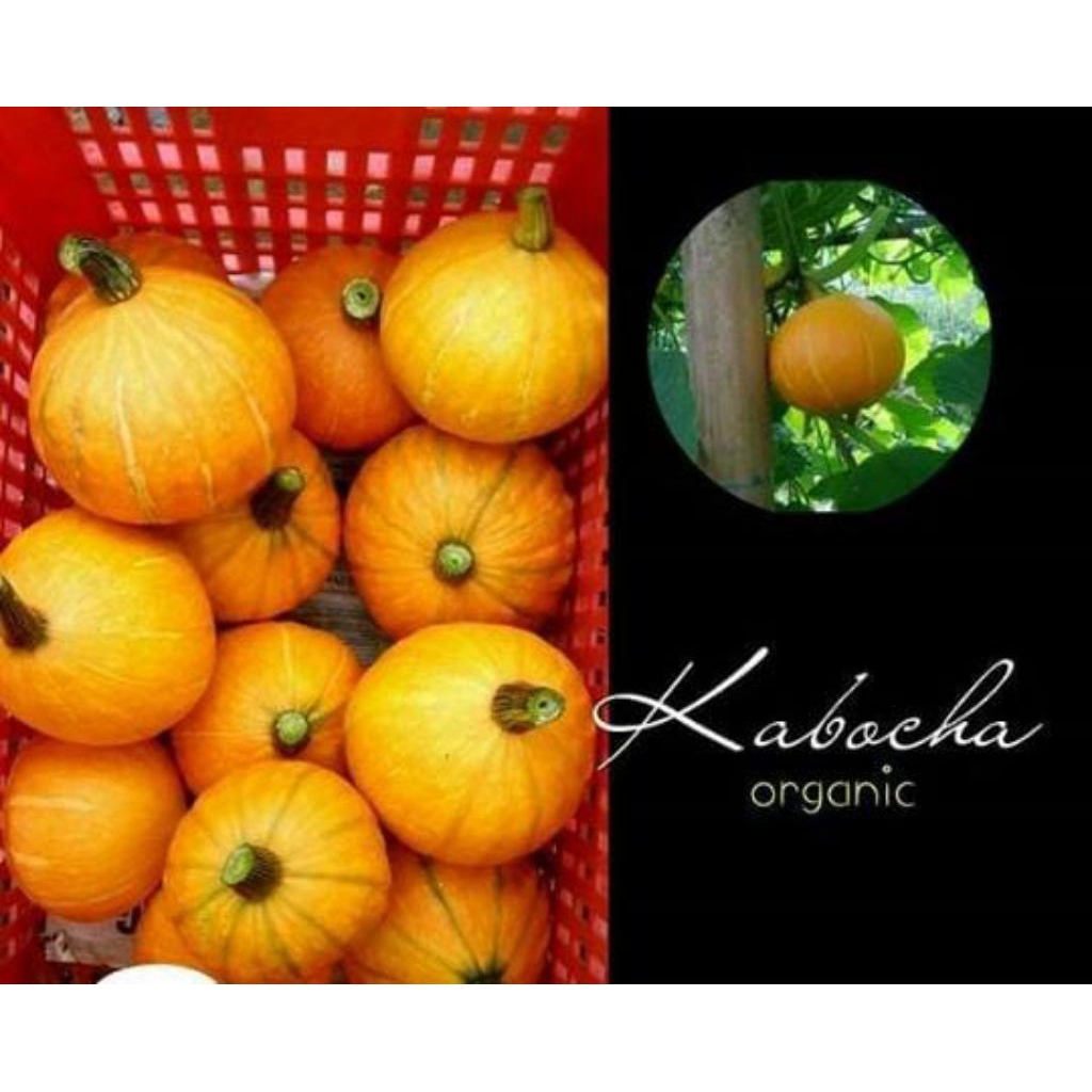

KABOCHA