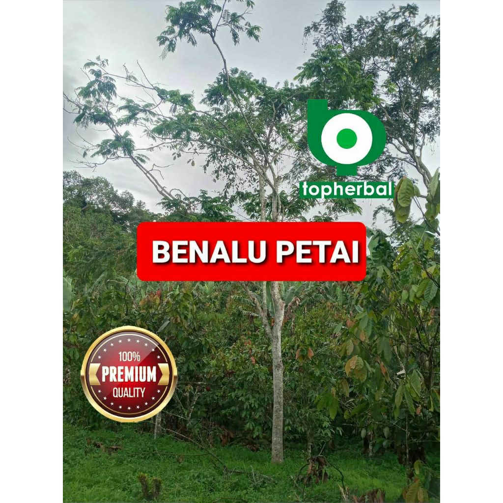 

Daun benalu petai/pete kering hijau grade A+ 1kg/1000gram