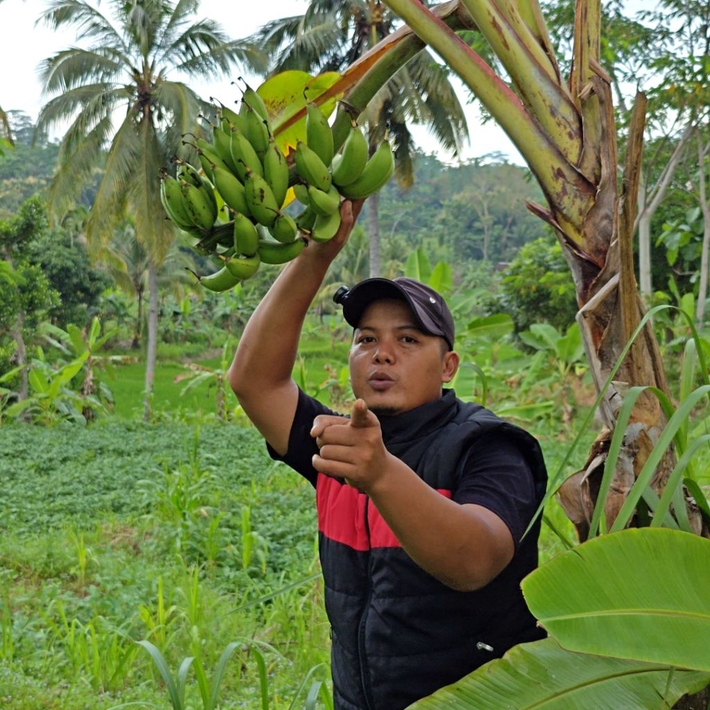 

PISANG ULI FRESH | GEDHONG | PEYEK Kaya akan Vitamin dan NUTRISI
