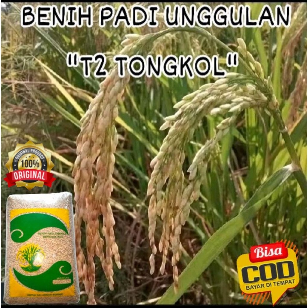benih padi UNGGULAN T2 TONGKOL JUMBO  kemasan 1Kg