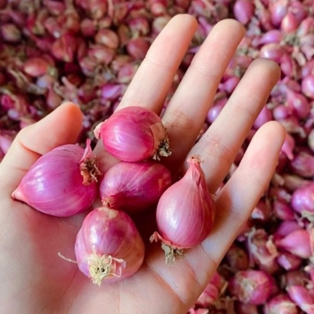 

BRAMBANG BAWANG MERAH NGANJUK