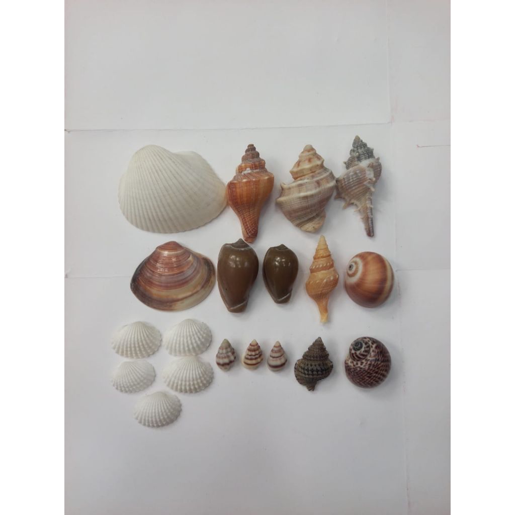 cangkang kelomang /cangkang keong sepaket termurah