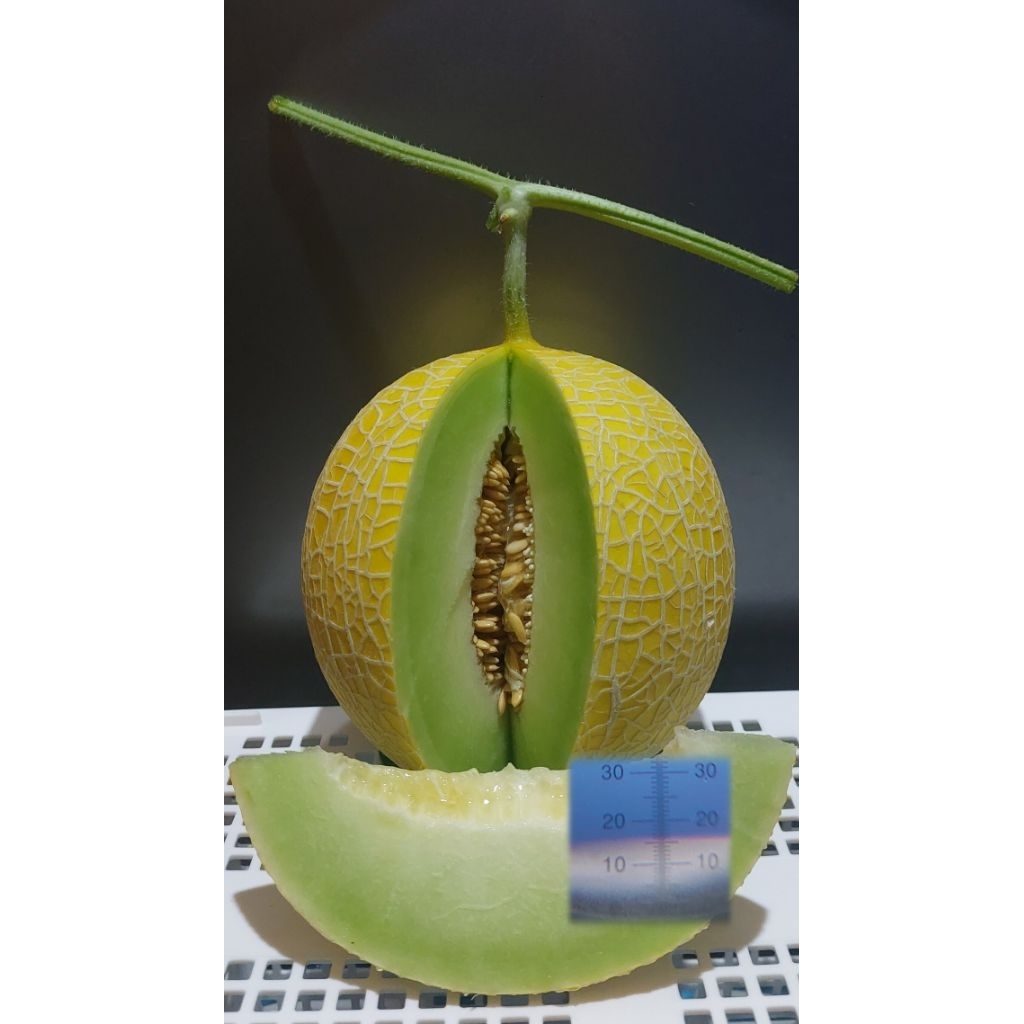 

Melon Golden Inthanon