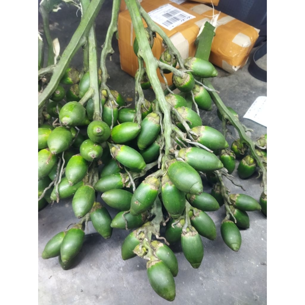 

PINANG MUDA FRESH 500 GRAM