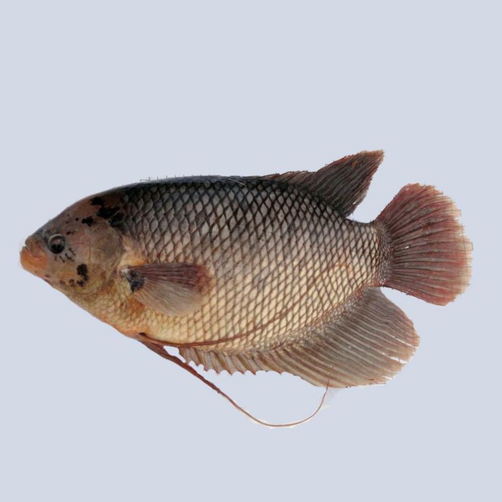 

Ikan Gurame Hidup 1 Ekor