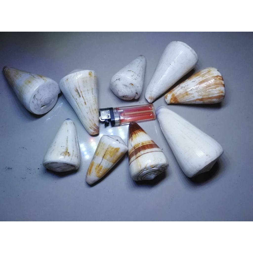 

cangkang kerang conus size +-130gr