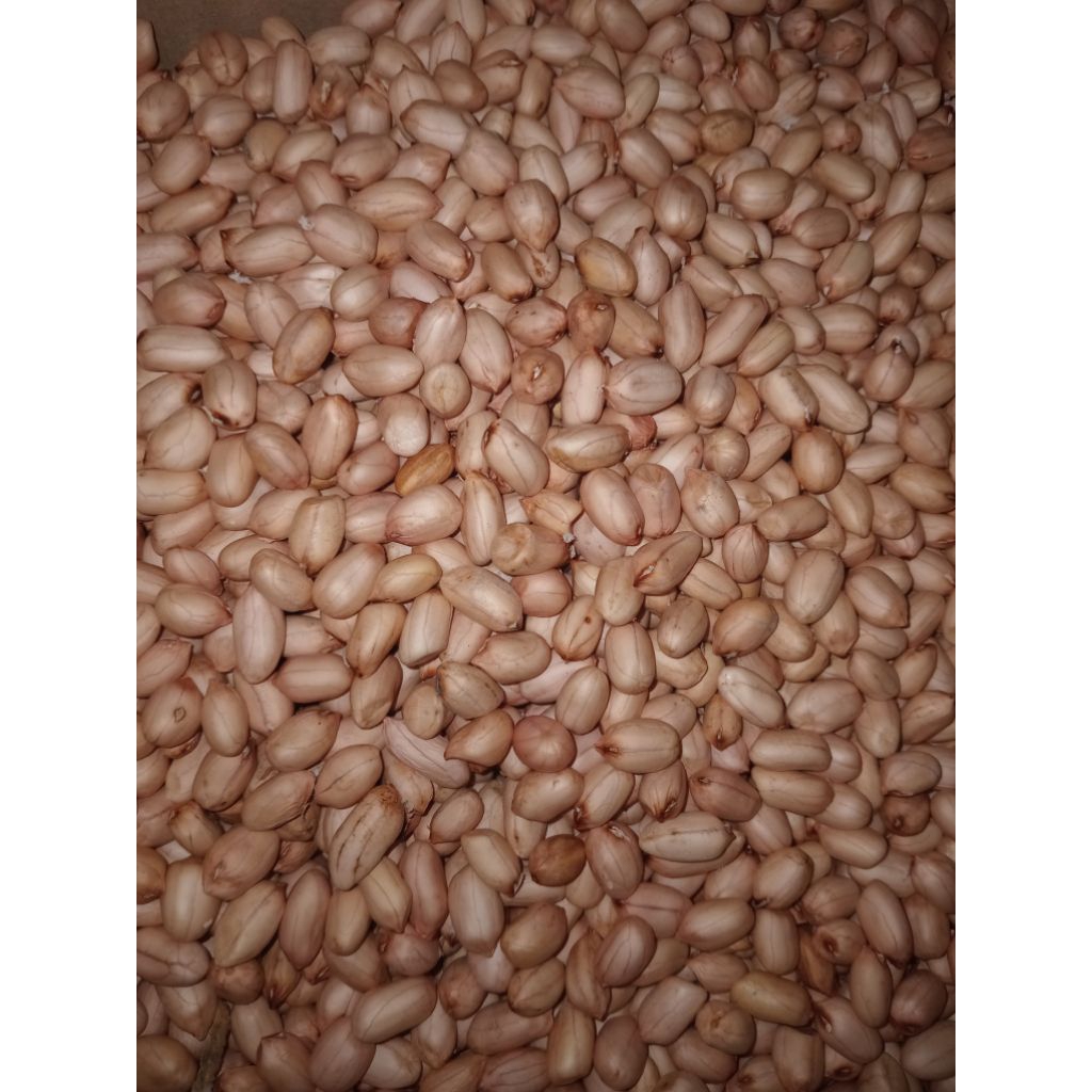 

kacang tanah kupas