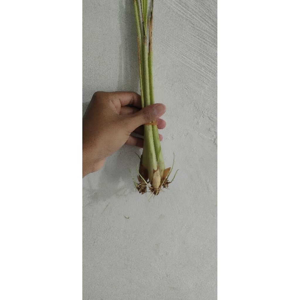 

Tanaman Penyedap rasa Sereh, rempah, untuk masak