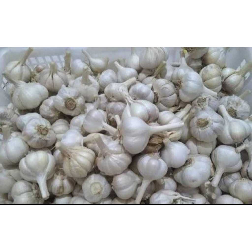 

bawang putih kating 10 kg