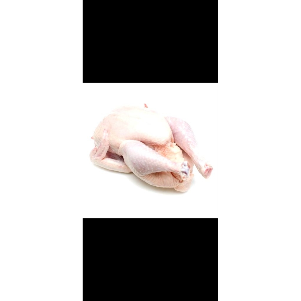 

Ayam Broiler 09-10 kg