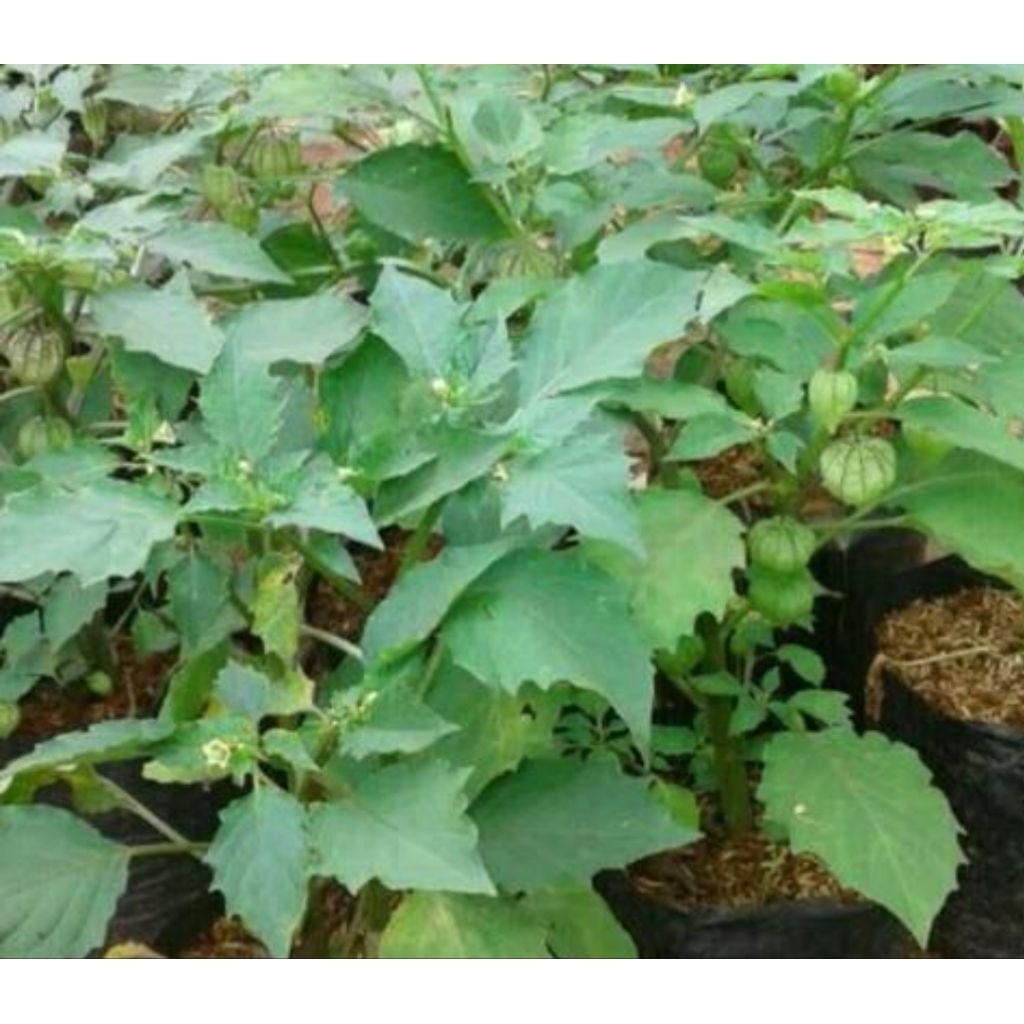 

Daun ciplukan segar daun cecenet segar 250 gram